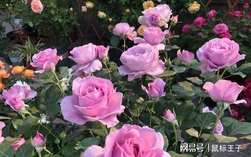 复合肥料：月季花的全面营养