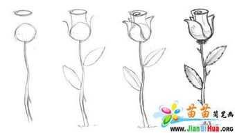 玫瑰科的刺：山楂树与枳树的刺