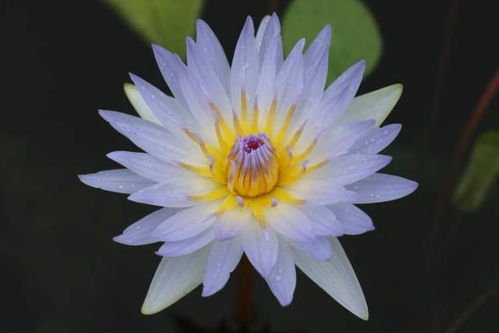 睡莲家族，各具特色