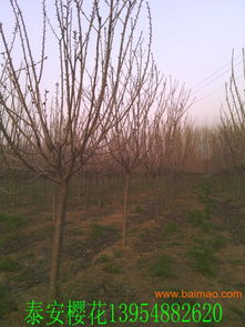 路边樱花， 免费的美丽