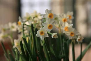 剧毒花卉的潜在危害