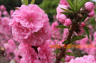 政府也会发免费樱花树苗哦