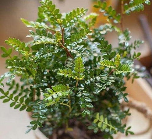 清香木的副作用揭秘：小心这些风险嗯！