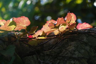 怎么让爬山虎叶子深秋时梗加艳丽多彩？教你温差调控三步法！