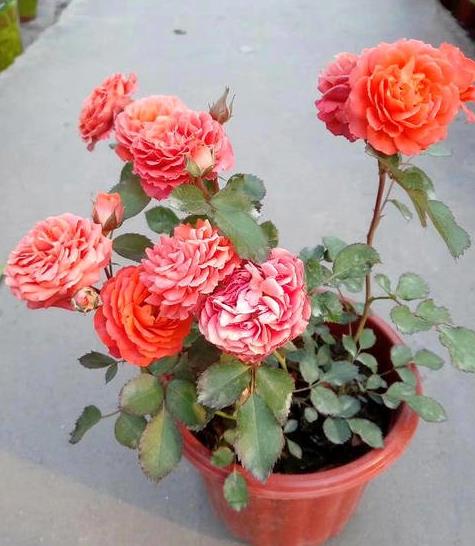 月季病虫害防治：吡虫啉喷施攻略