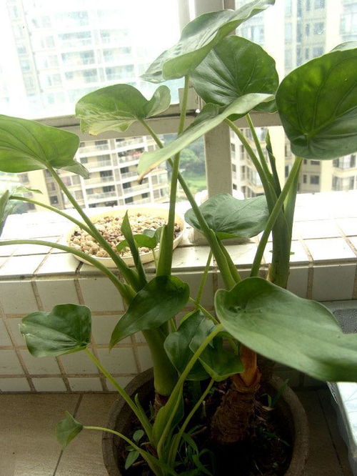 专家带你认识这些绿植