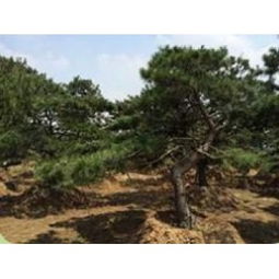 山东莱芜造型松景观松批发基地