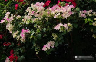 给花浇水，为何还是蔫