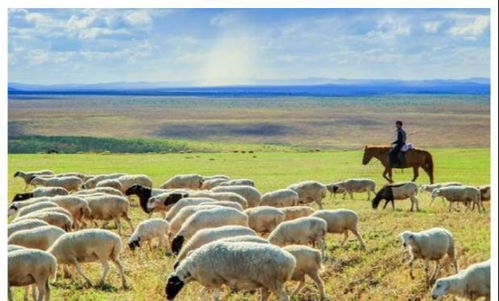 内蒙古乌兰察布市时令草花批发，助您降低采购成本