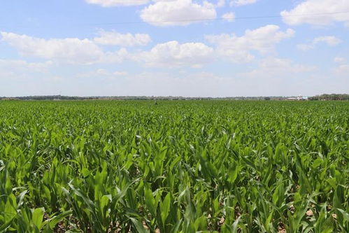 科学选肥增效，助力农业高效生产