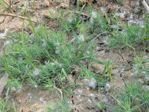 五针松的播种时间与种植条件