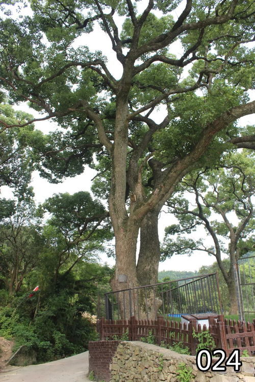 花椒树寿命揭秘：千年古树见证岁月！