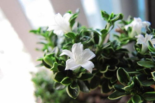 盆景芦荟冬天怎么养植？如何让它在寒冷季节保持生机