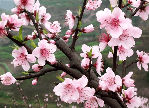 桃花的艳丽色彩之谜