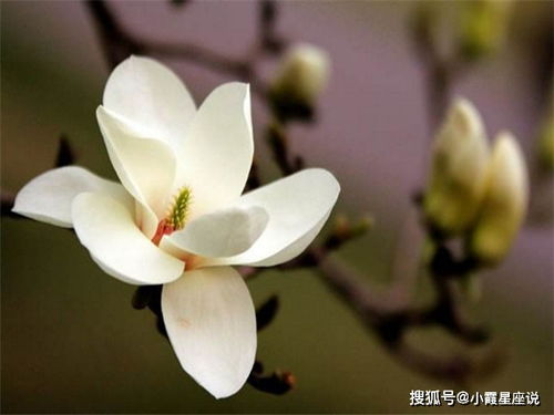 中等尺寸玉兰树的价格探秘