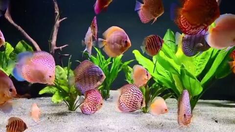 新手养七彩神仙鱼，如何用50%成本买到不踩雷的鱼食？全流程避坑清单推荐？
