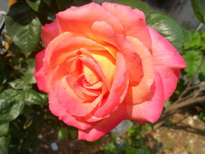 酸碱度：月季花的变色大师