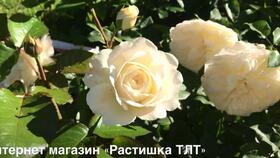 月季花的品种介绍