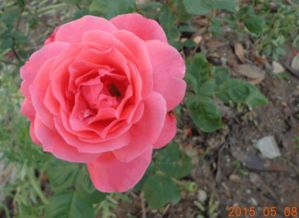 得奖霸主， 红双喜月季 Double Delight