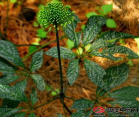 绿色生命的奥秘