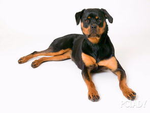 罗威纳犬训练：了解其性格特点