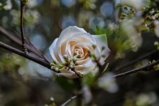 松土消毒要到位，病虫害才Neng远离！