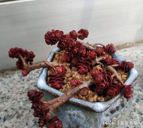 玫瑰花长虫用什么杀虫？这几种药剂效果好