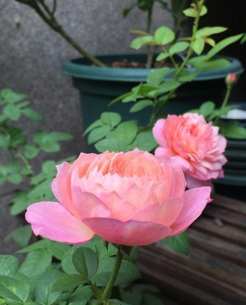月季养护秘籍：5招月月开花