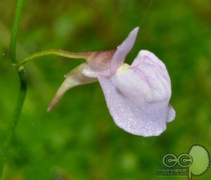禾叶狸藻：陆地上的小捕食者
