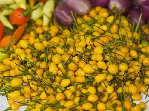 药材种植， 不是那么容易的