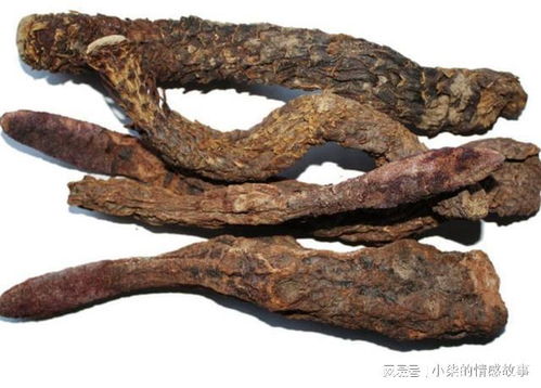 肉苁蓉：裸子？被子？揭秘植物奥秘！