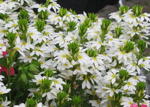 武汉开白花草本花卉大盘点