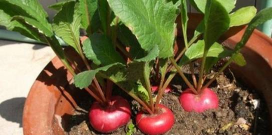 樱桃萝卜：快速收获的惊喜