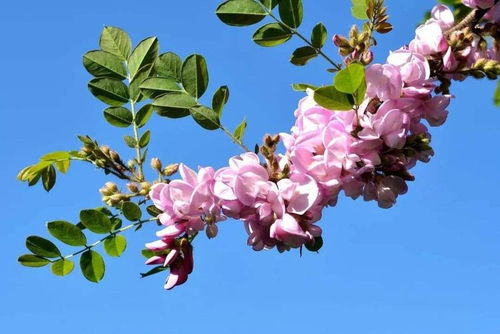 移栽前的准备工作