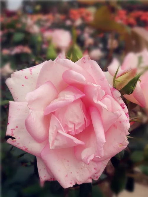 绵阳月季花海艺术节盛大开幕，福利活动多到数不清！