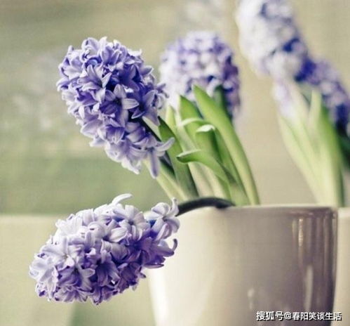 风信子的花语与寓意究竟蕴含着哪些美好的寓意