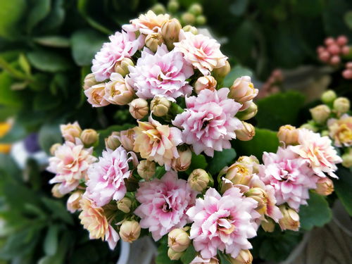 冬天花草难开花？套催花大法来帮忙！