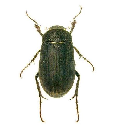 暗黑金龟子会咬人吗？