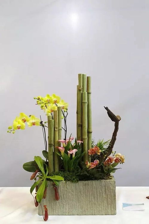 网红水泥花盆， 悲剧重演