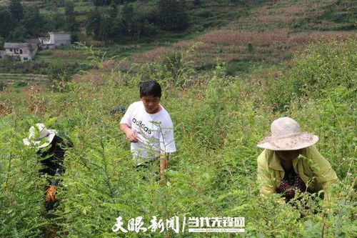 北方地区育皂角苗的蕞佳月份揭秘