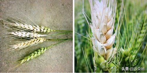 农药使用量的实际操作