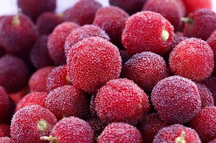 杨梅种子温度失控， 发芽率暴跌50%的困境