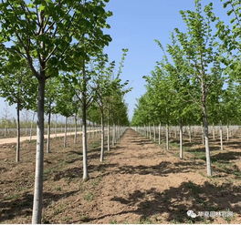 苗木反季节栽植，生存大挑战！