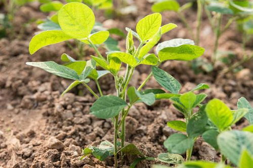 黄豆除草剂排行榜前十名，哪款效果Zui棒？