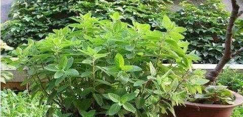 薄荷的易混淆品种揭秘