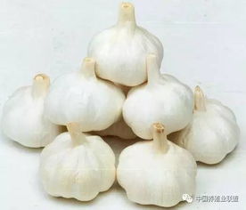 用大蒜素养鸡，每周喂一次即可