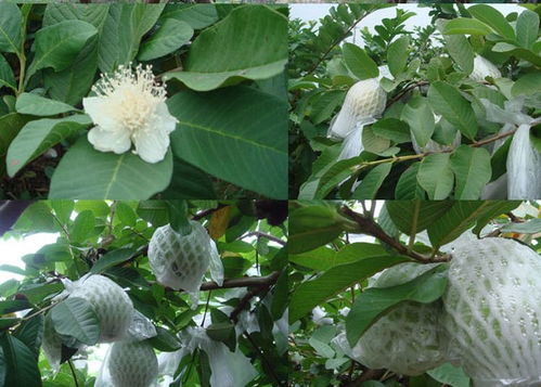 番石榴怎么才能开花？开花后会不会结果
