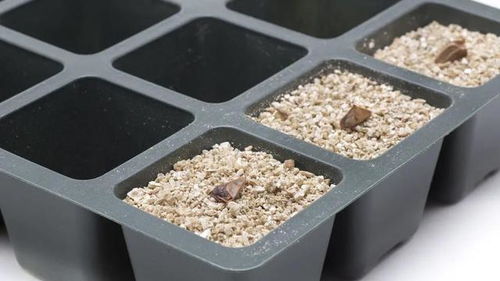 蛭石或着珍珠岩的搭配