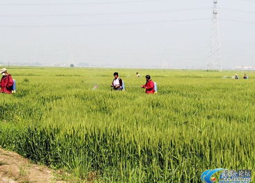 浇水还是喷农药， 这是个问题