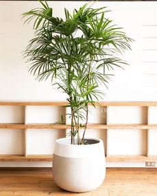 盆栽花卉，净化室内空气